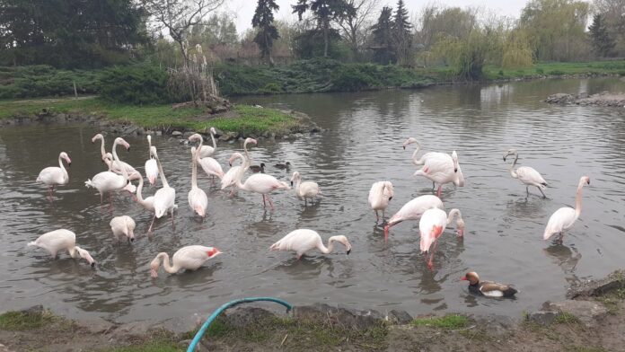 kolut-zoo-vrt-flamingosi